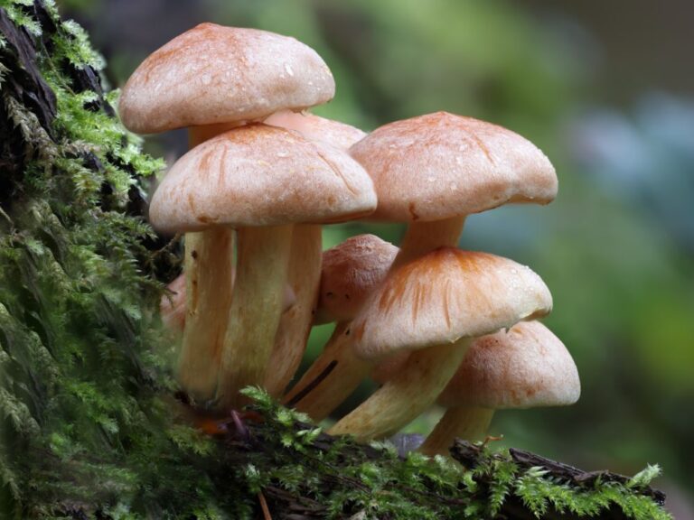 Mushroom Identifier Apps